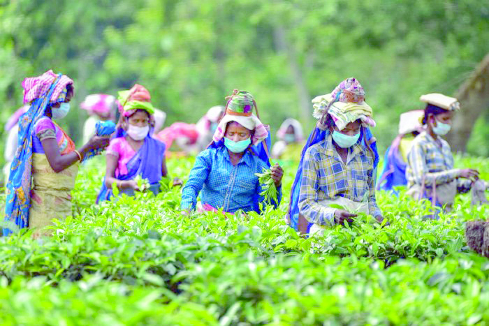 Bengal govt issues notification to hand out homestead pattas Bengal govt issues notification to hand out homestead pattas