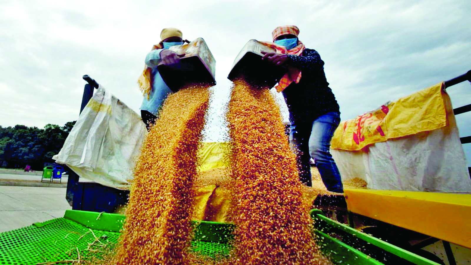 ‘Retail wheat, rice prices firm up again in July’
