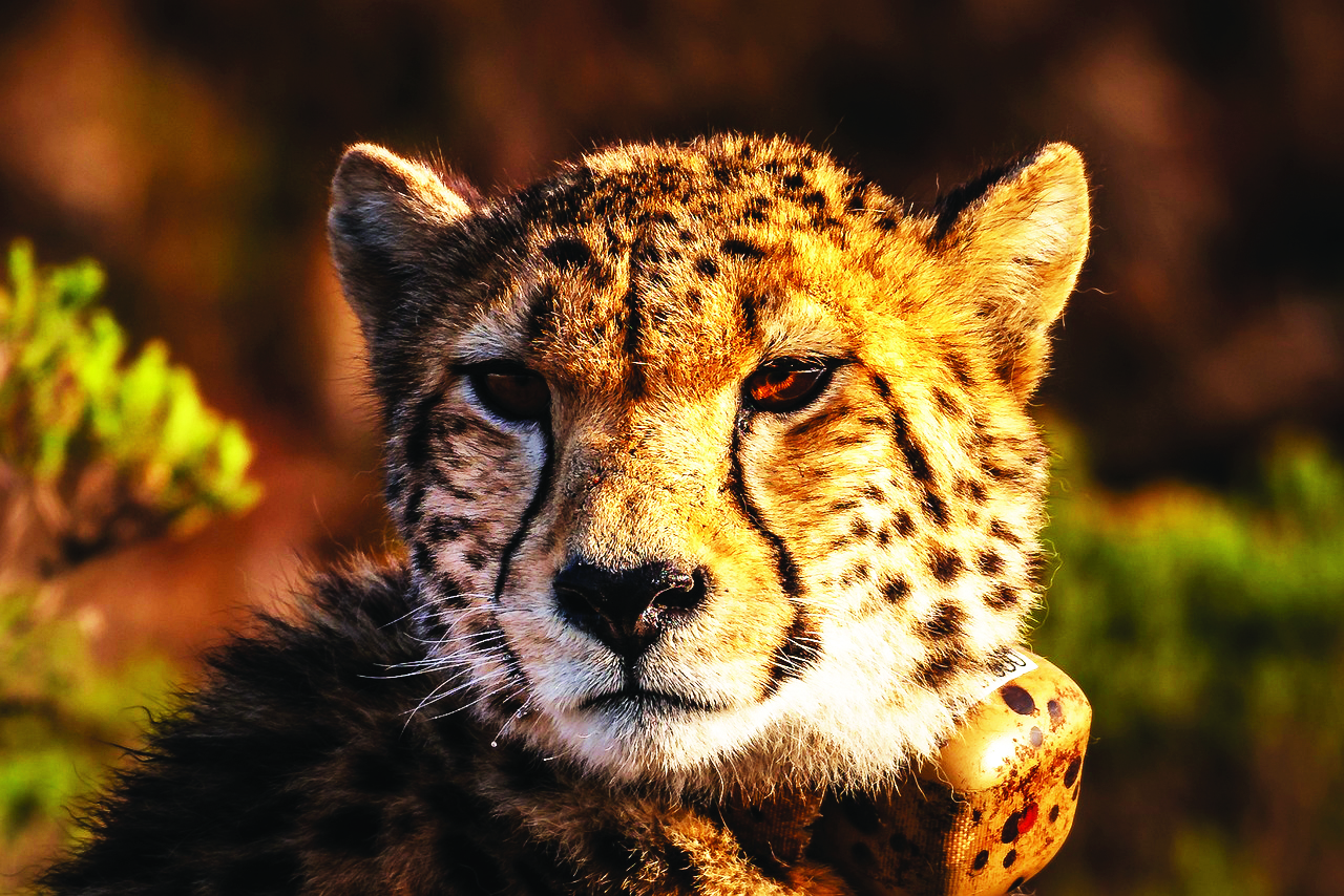 One more cheetah dies at Kuno National Park in MP