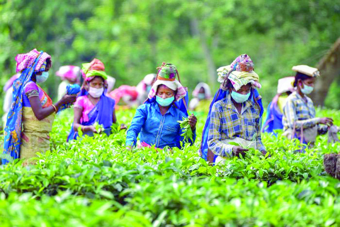 Calcutta HC upholds tea garden workers’ wage hike of Rs 18