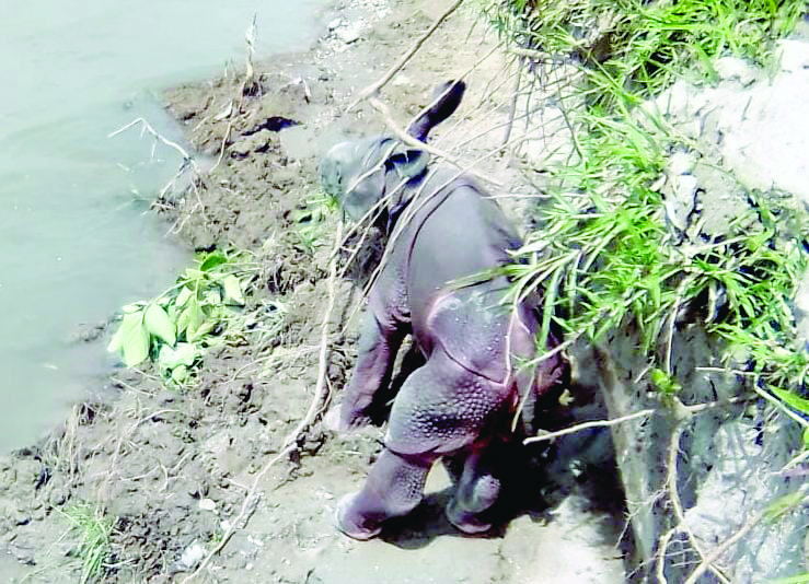 Despite all-out rescue efforts, Rhino cub dies from infection