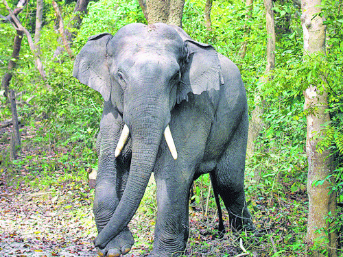 Forest workers recover severed leg of elephant from Sankosh River