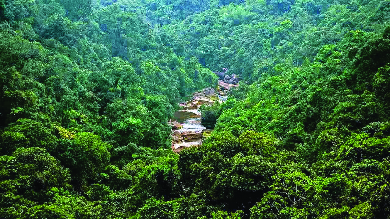 ‘Over 3 lakh hectares of forest land diverted under Forest Conservation Act in 15 years’