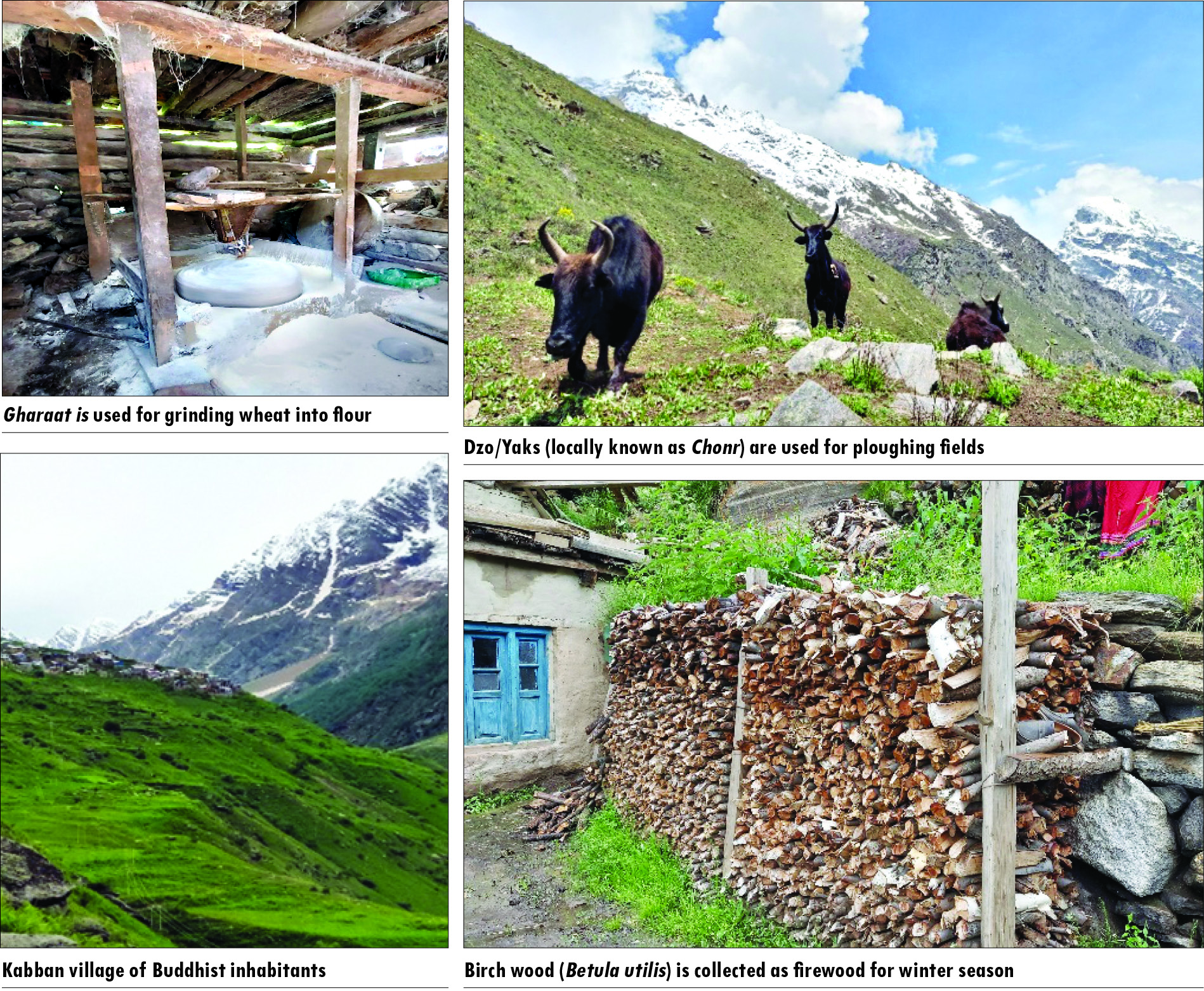 Wellspring of wisdom