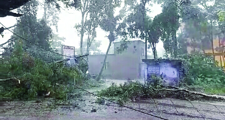 Rainfall comes as a boon for paddy and jute cultivators Rainfall comes as a boon for paddy and jute cultivators