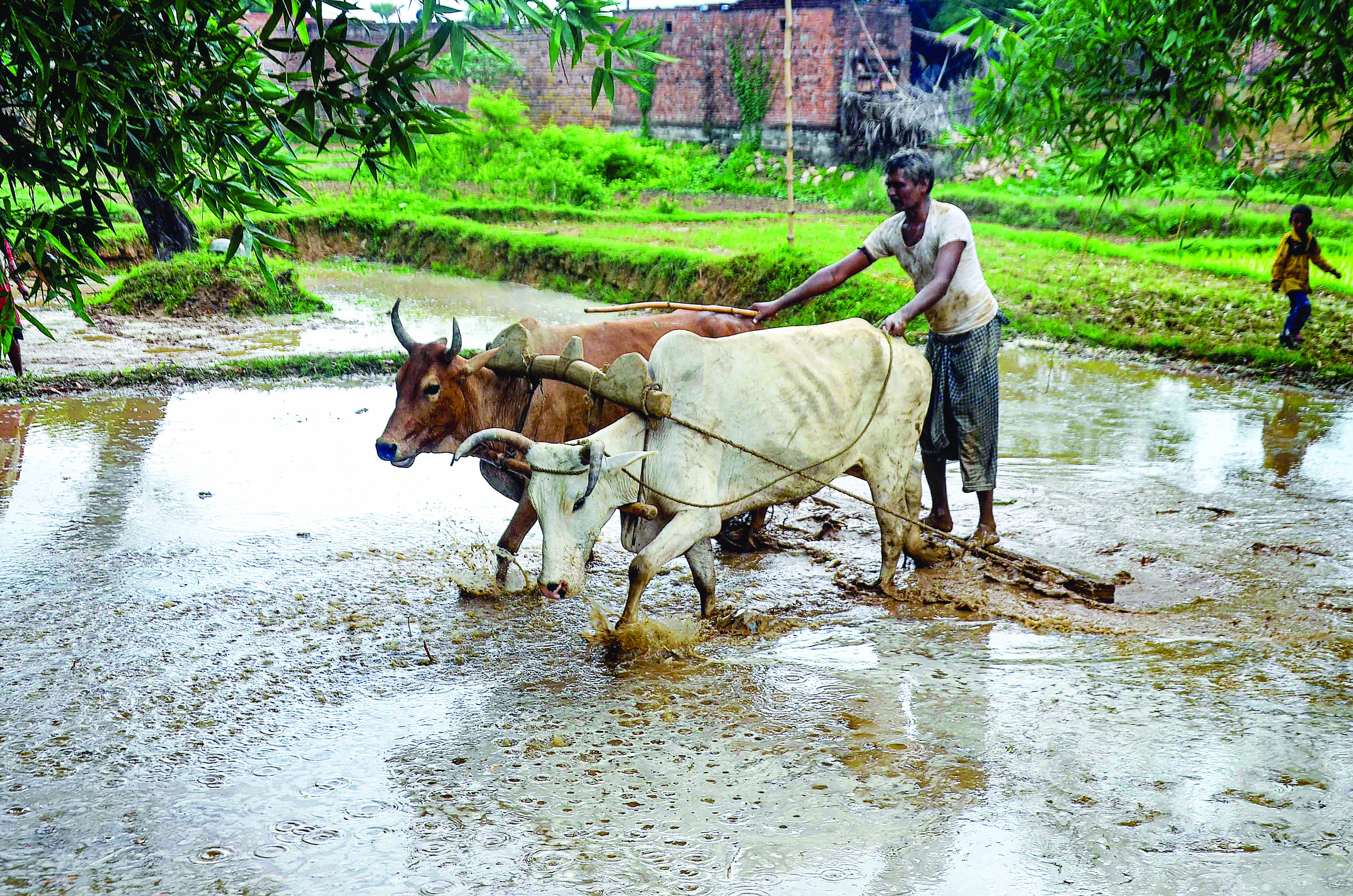 Govt to offload 25L tonnes of rice, 50L tonnes of wheat under OMSS