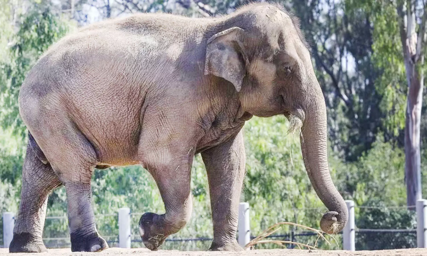 Man critically injured in wild elephant attack in Alipurduar