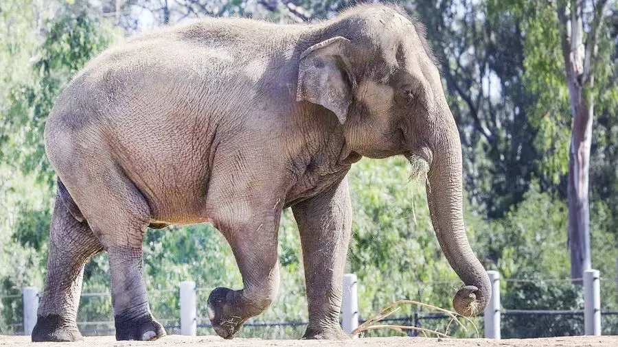 Man critically injured in wild elephant attack in Alipurduar