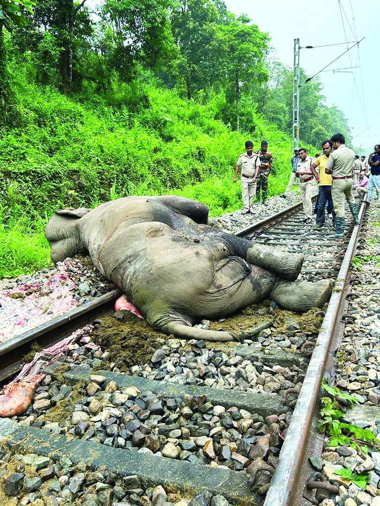 Pregnant elephant mowed by goods train in Jalpaiguri