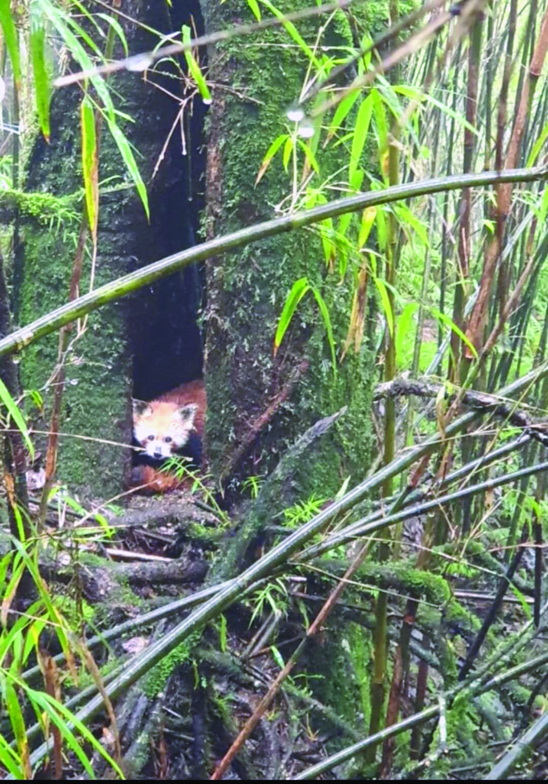 Double joy for Darjeeling Zoo as both red pandas & snow leopard give birth
