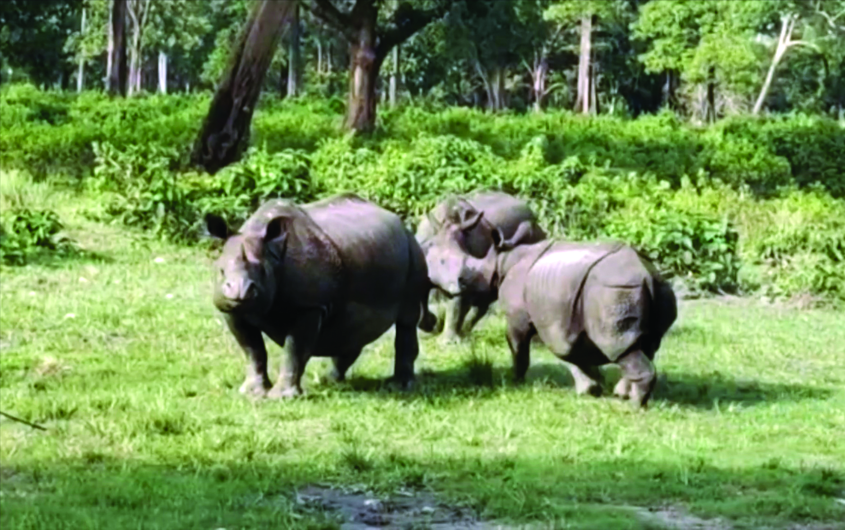 One-horned rhinos set to return to Buxa Tiger Reserve