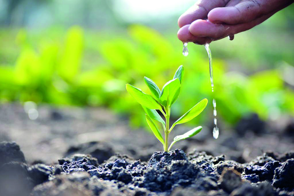 Hakim instructs compilation of report on saplings bought & planted