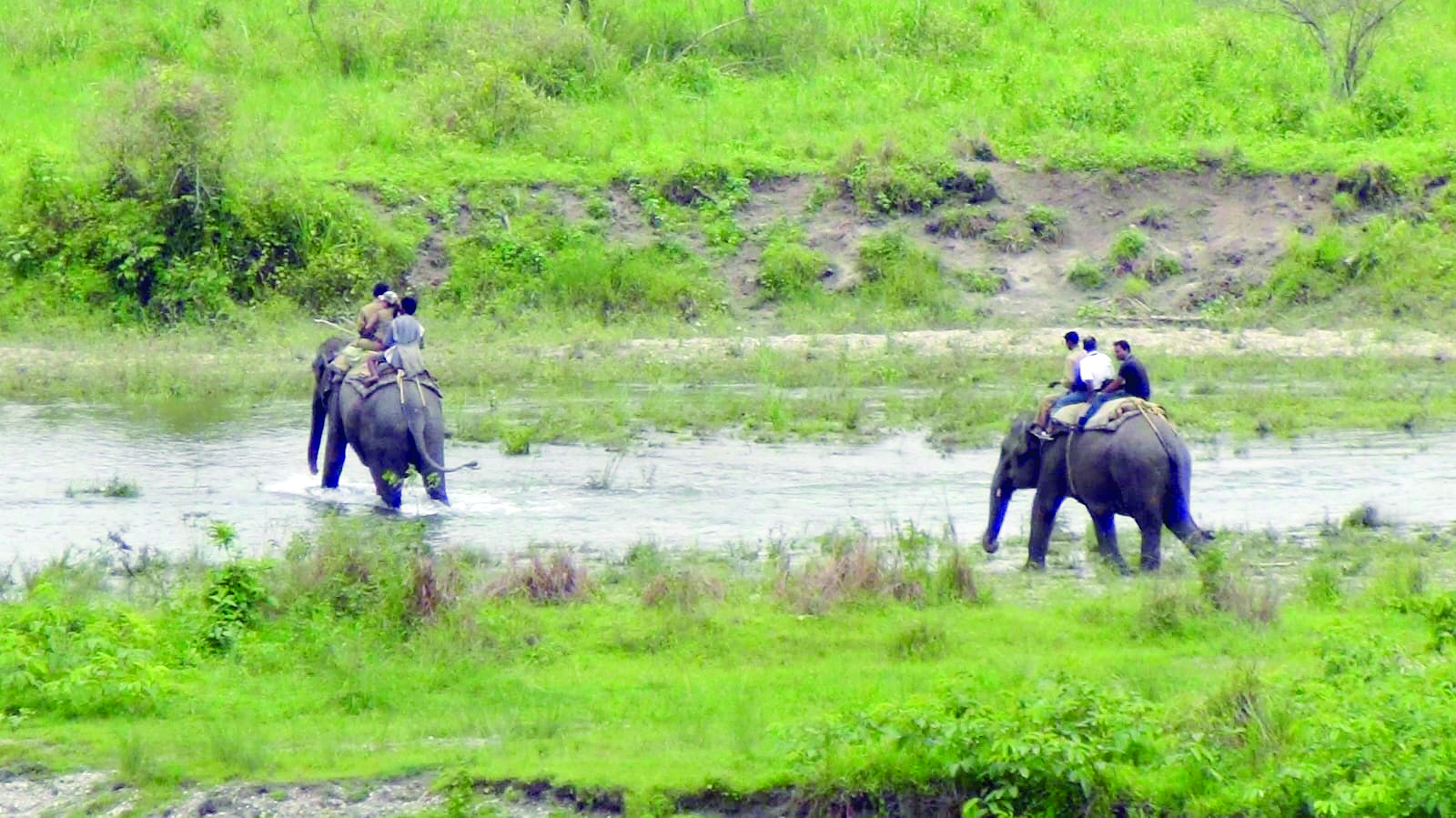 World Elephant Day: Forest dept to honour dedicated foresters