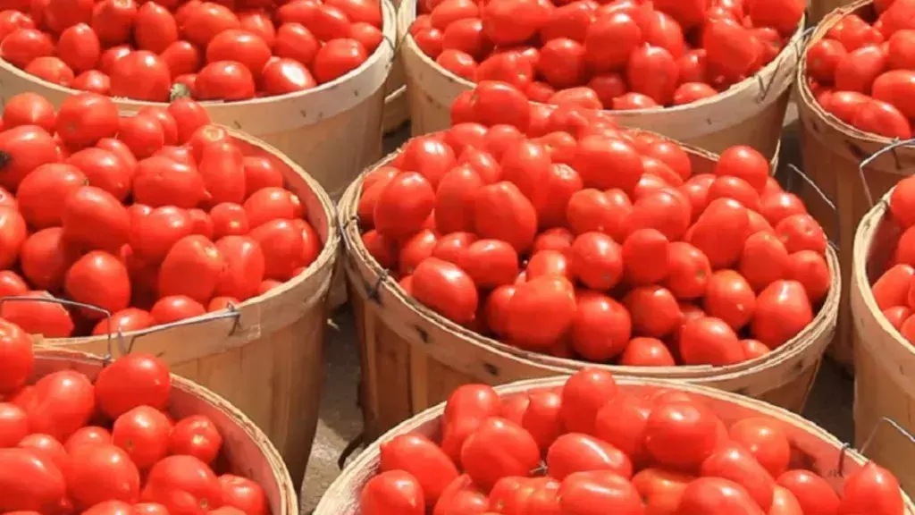 Nepal ready to supply tomatoes to India; seeks easier access to market