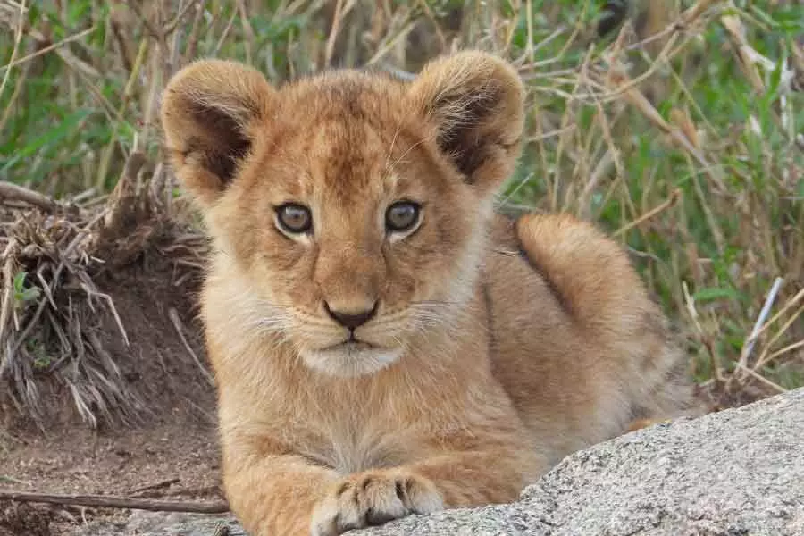 Fifth and last lion cub at Etawah Safari Park dies