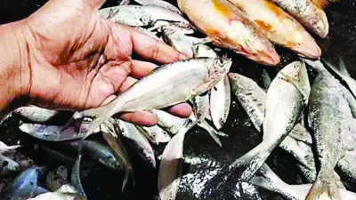 Ban on ‘khoka ilish’ likely to be extended to 90 days Ban on ‘khoka ilish’ likely to be extended to 90 days