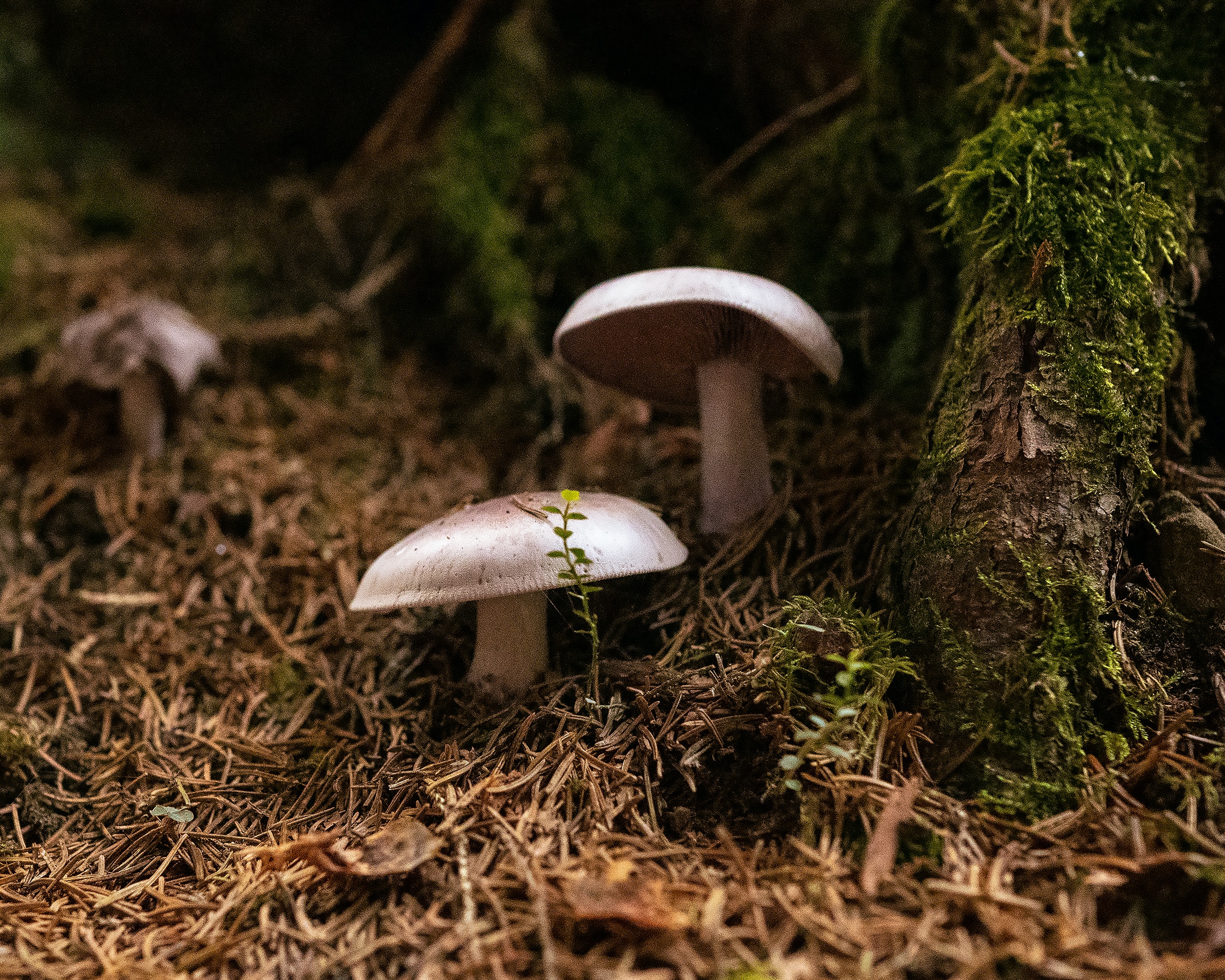 Nexus of Good: Mushrooming prosperity Nexus of Good: Mushrooming prosperity