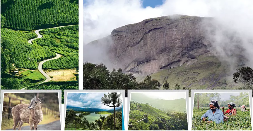 Munnar -  A land of verdant charms