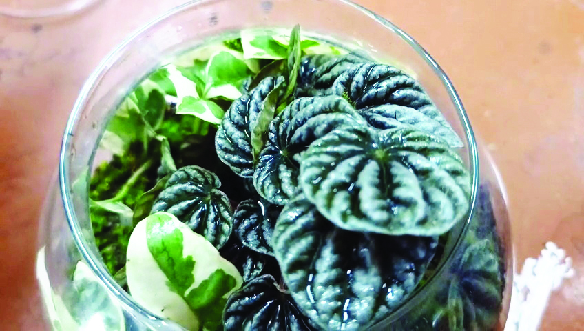 Training camps on terrariums to help women become self-reliant