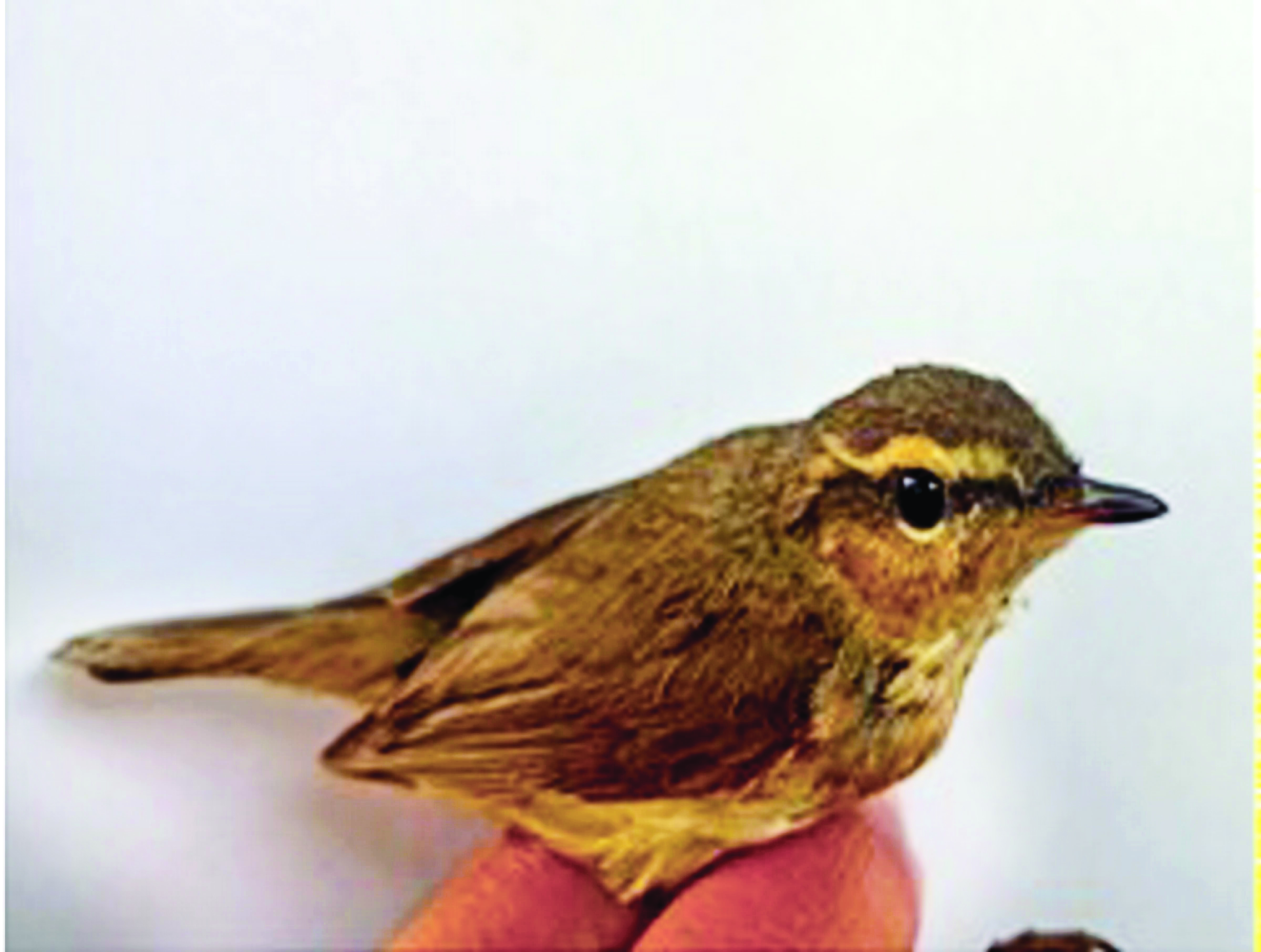 Rare ‘Tytler’s leaf Warbler’ bird spotted in Bihar
