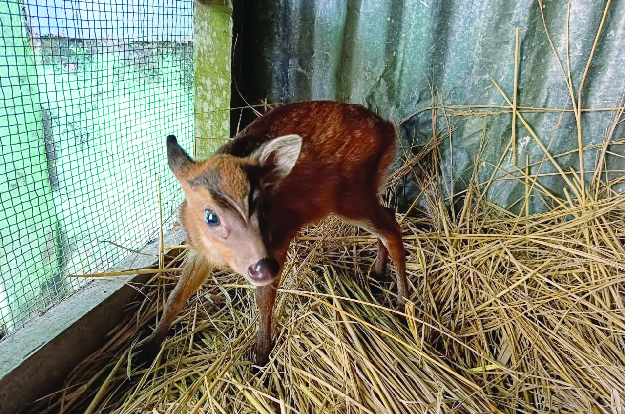 Jaldapara Nat’l Park staff rescues 2-day-old barking deer fawn