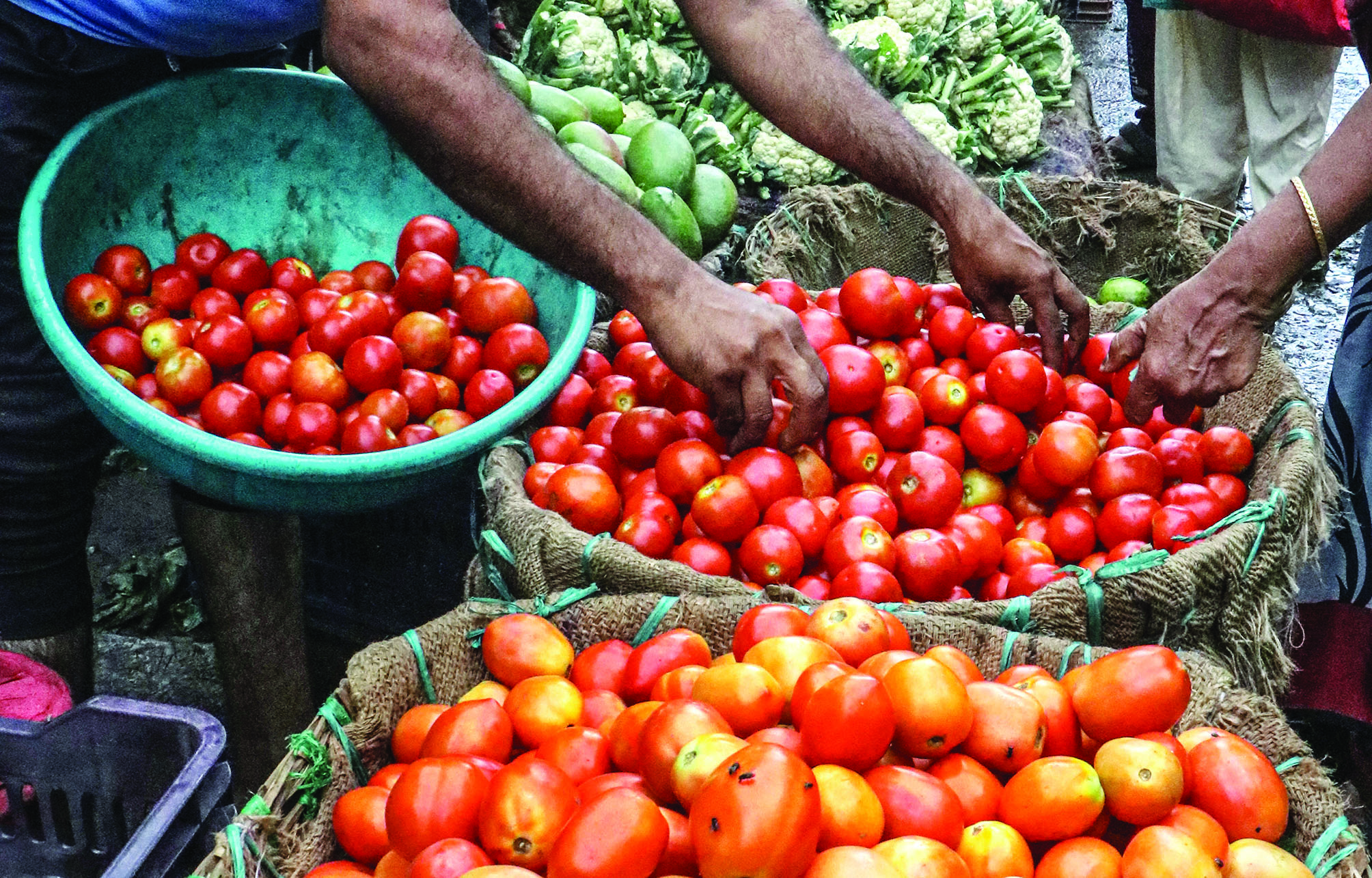 Tomato prices cooling down with fresh arrival, says Government Tomato prices cooling down with fresh arrival, says Government
