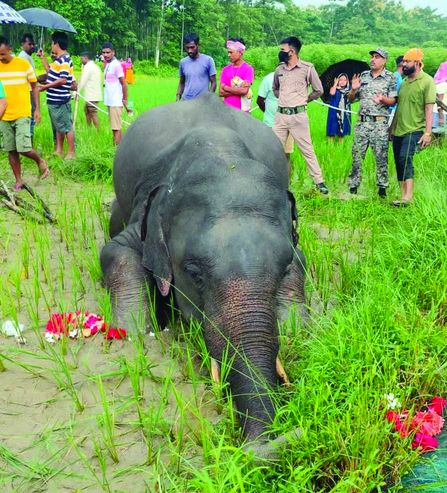 Jumbo dies of electrocution at Buxa Tiger Reserve, authorities launch probe