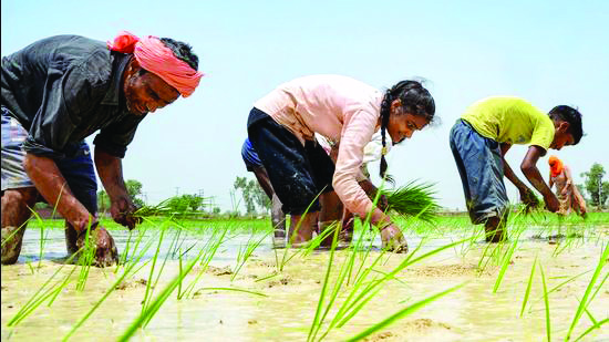 Govt sets target to procure 521.27 lakh tonnes of rice from kharif season