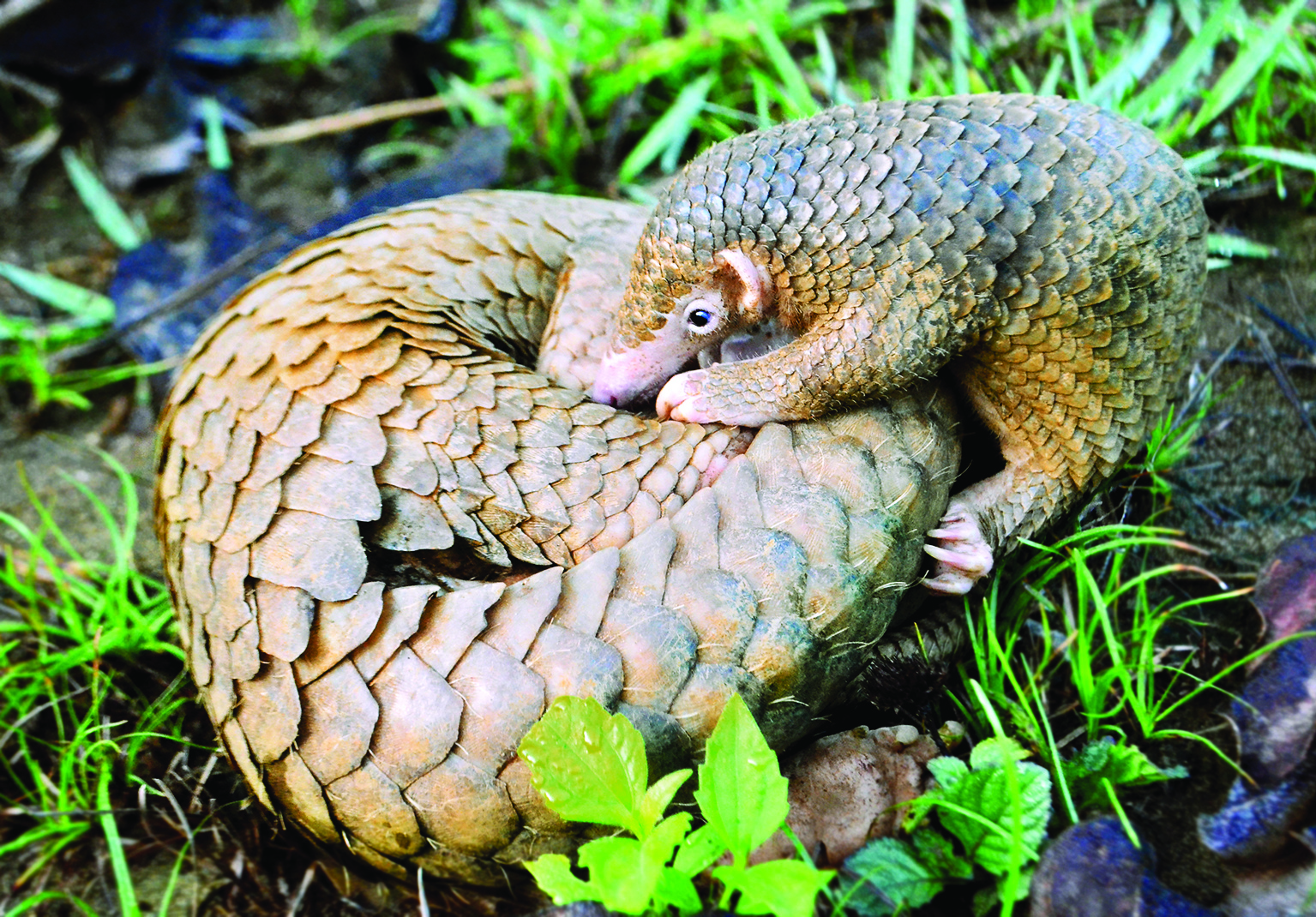 Bengal: Man gets five years jail for pangolin smuggling in Alipurduar Bengal: Man gets five years jail for pangolin smuggling in Alipurduar