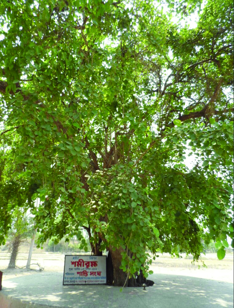 Preserved since time immemorial, ‘Shami tree’ to boost tourism in South Dinajpur Preserved since time immemorial, ‘Shami tree’ to boost tourism in South Dinajpur