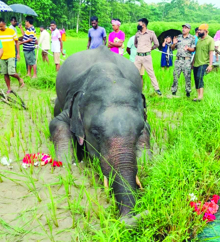 Protecting wildlife: Buxa Tiger Reserve to launch campaign to replace hazardous fencing