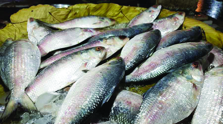 Excess production: Bengal set to   enjoy Hilsa till Durga Puja this year
