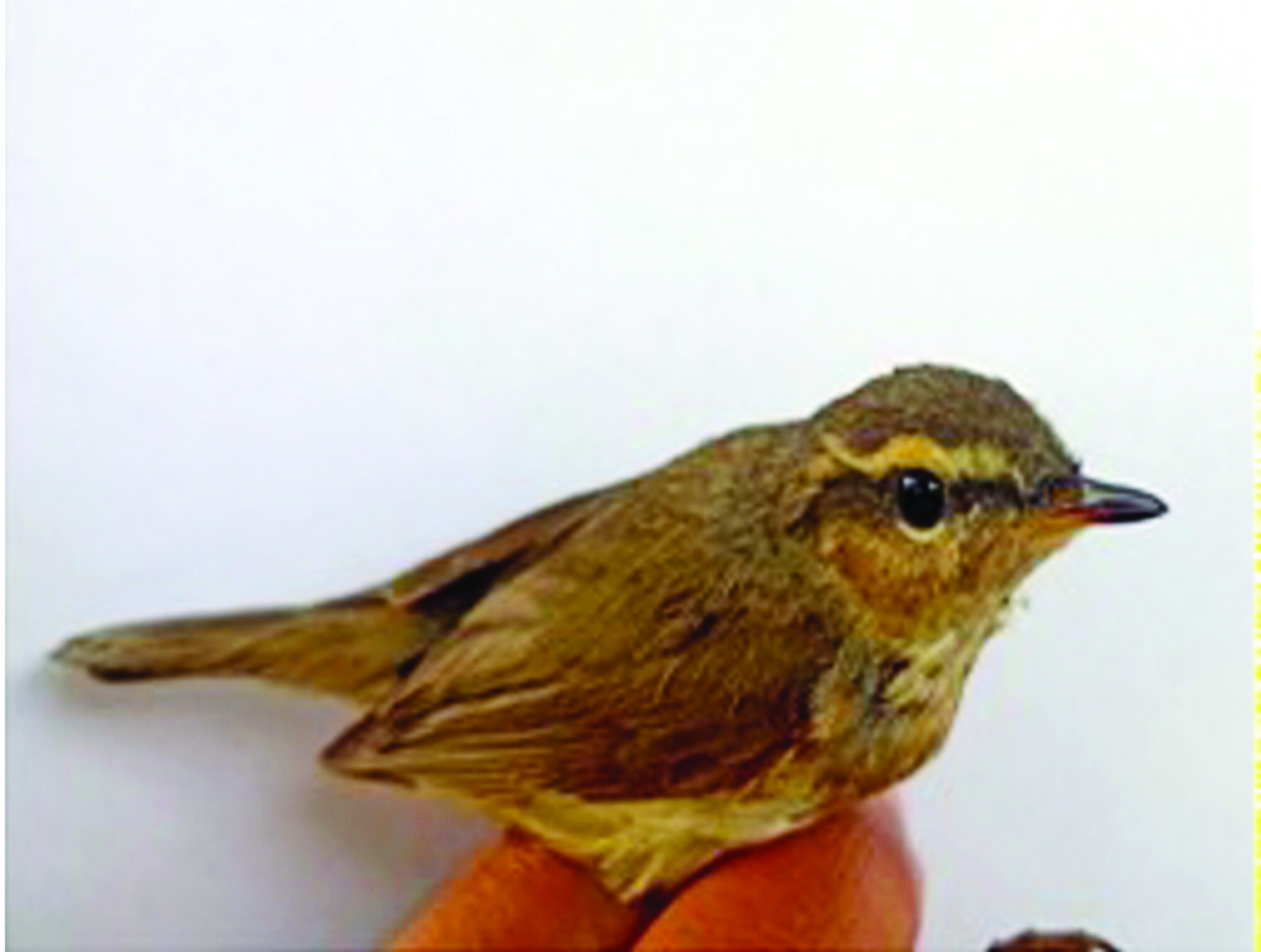 ‘60% of bird species in India have declined over 30 years’ ‘60% of bird species in India have declined over 30 years’