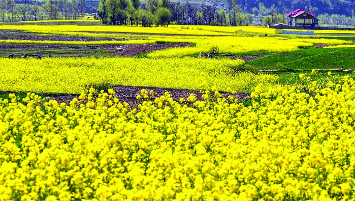 No u-turn, govt seeks SC’s direction to take forward GM mustard sowing No u-turn, govt seeks SC’s direction to take forward GM mustard sowing