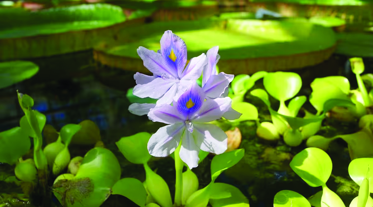 Soon, industrial centre to make handicrafts from water hyacinth