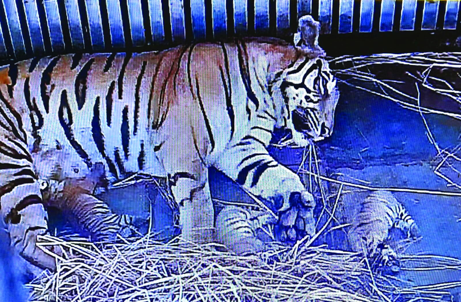 Rika gives birth to three cubs at Bengal Safari Park Rika gives birth to three cubs at Bengal Safari Park