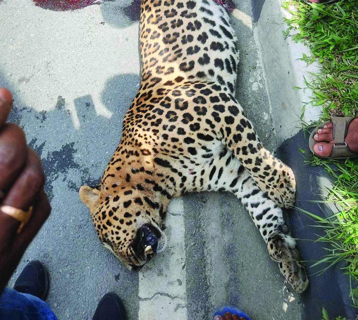 Leopard dies after being hit by car