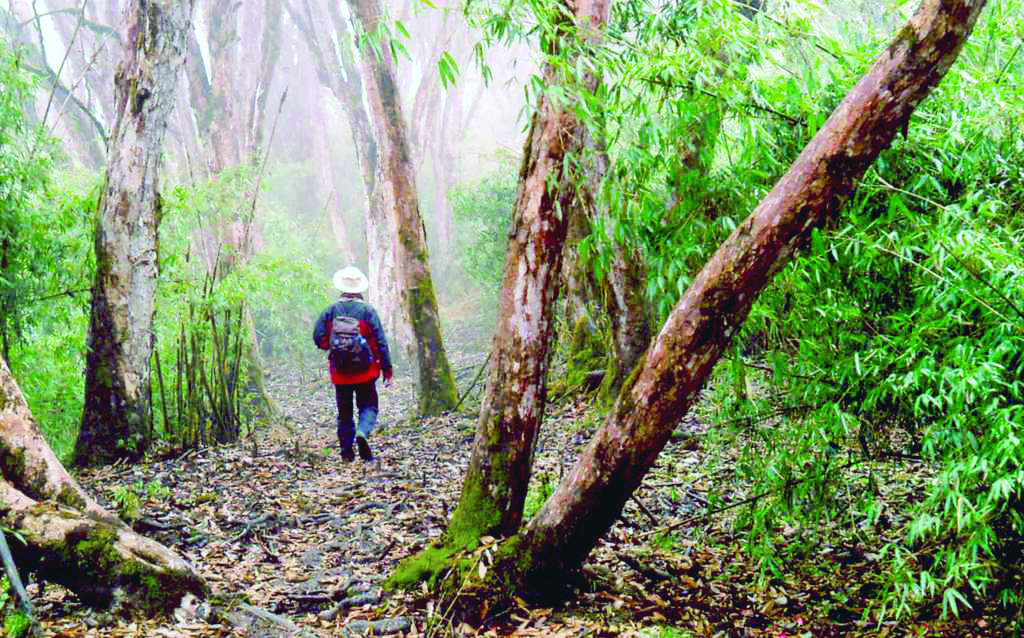 Wildlife conservation initiatives thrive in Neora Valley, Gorumara & Chapramari