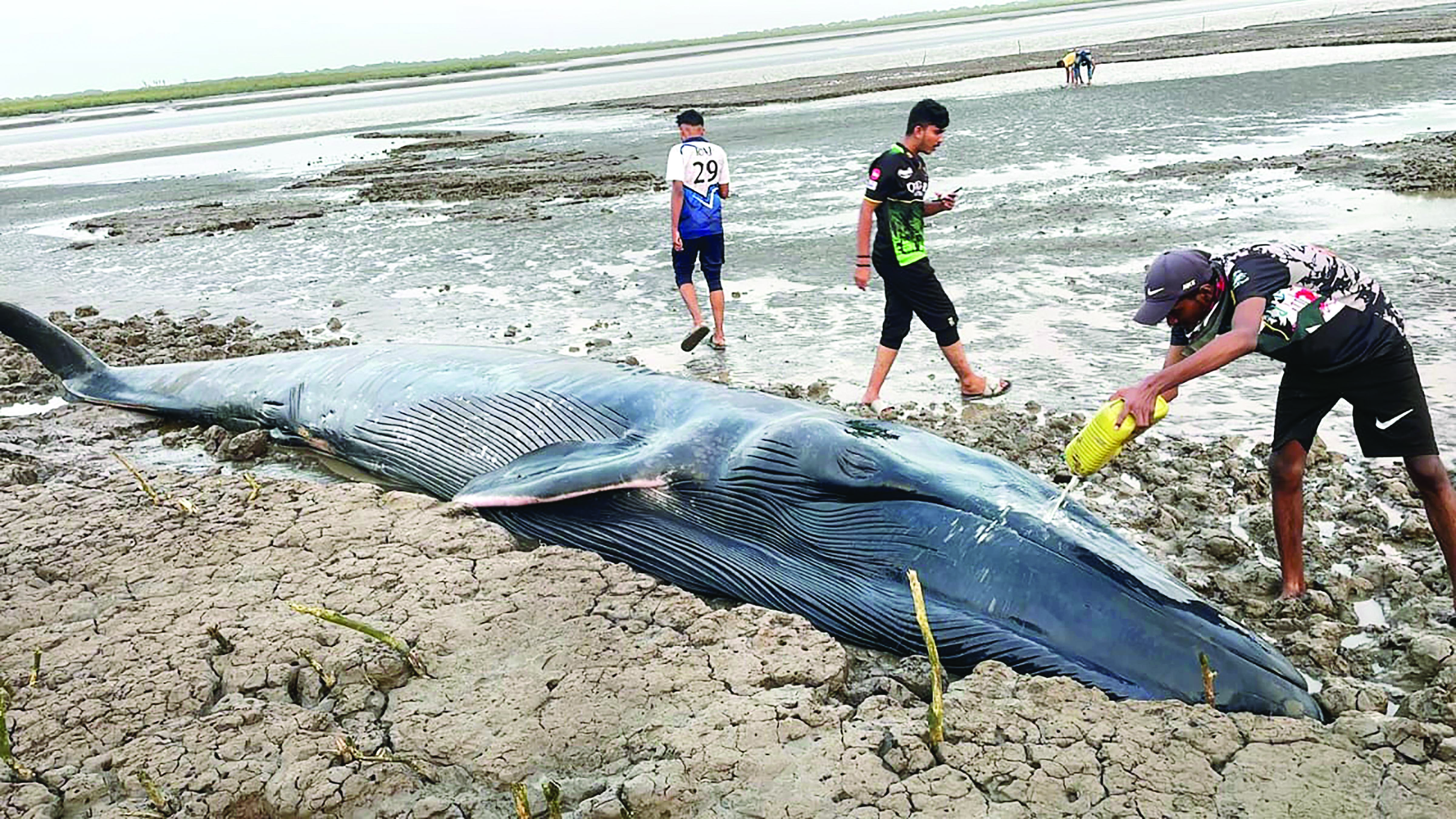 Whale calf washes ashore Surat coast, dies despite rescue efforts