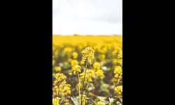 SC defers hearing on Centre’s plea, says environmental harm cannot be ‘reversed’