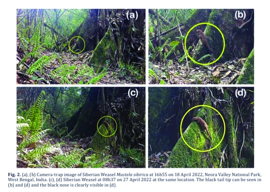 Siberian weasel captured in Neora Valley