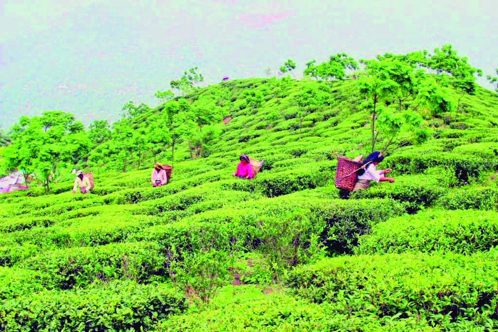 State allocates Rs 60 cr to tea garden projects ahead of Puja State allocates Rs 60 cr to tea garden projects ahead of Puja