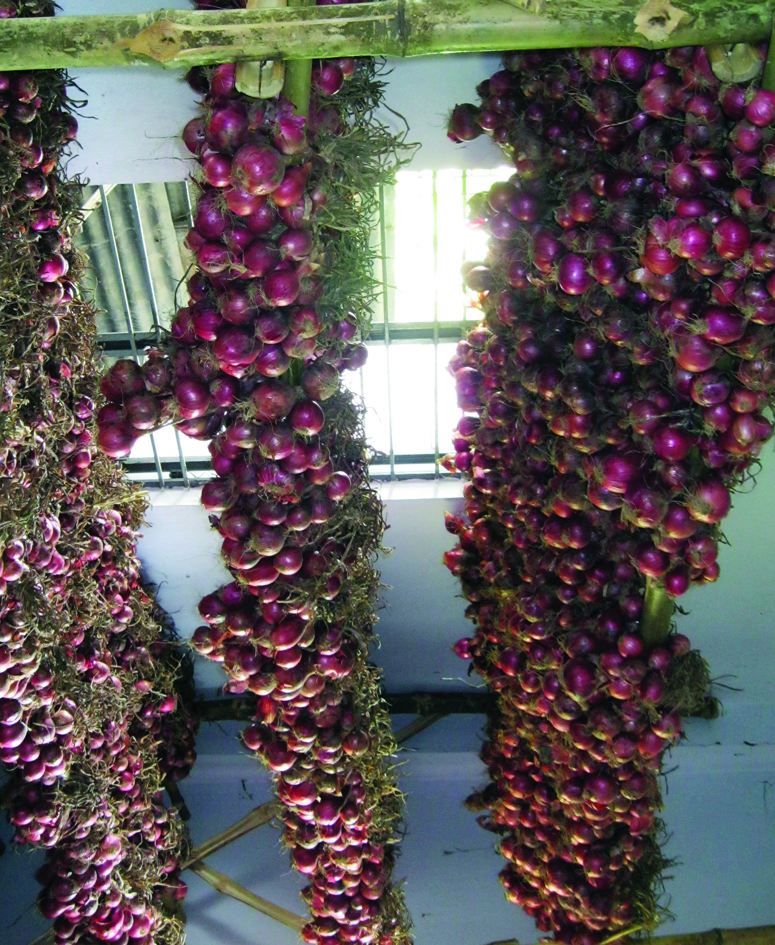 Malda Horticulture dept to send proposals for 10 new onion storages & 7 mango packing facilities