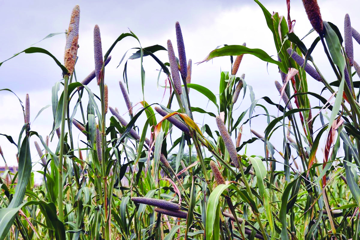 ASEAN-India focus on rice & millets, decide to strengthen cooperation on food security