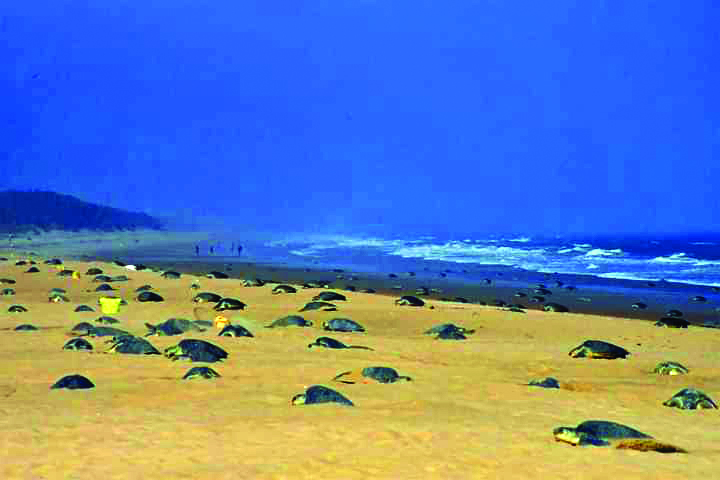 ZSI scientists elated over successful tracking of Olive Ridley turtles after geo-tagging