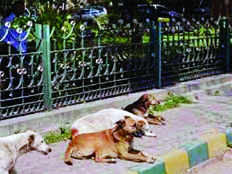 Concerns over fate of stray dogs relocated due to G20 Summit Concerns over fate of stray dogs relocated due to G20 Summit