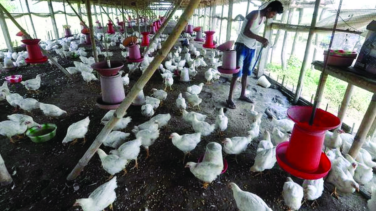 Commercial poultry layer farm to come up at Malda soon Commercial poultry layer farm to come up at Malda soon