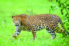 Alipurduar: 7-year-old class II student killed in leopard attack Alipurduar: 7-year-old class II student killed in leopard attack