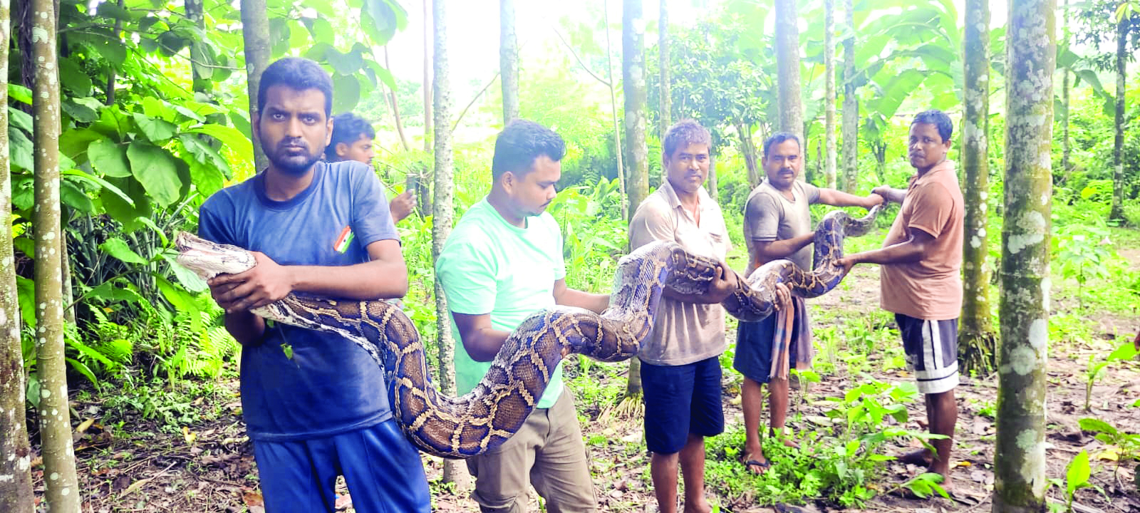 15.5-foot Burmese python rescued in Alipurduar 15.5-foot Burmese python rescued in Alipurduar