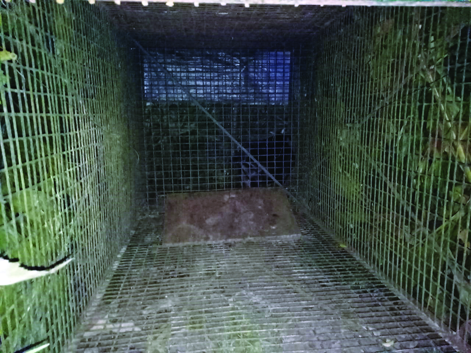 Foresters set up cages to trap leopard   who killed 7-year-old boy in Alipurduar